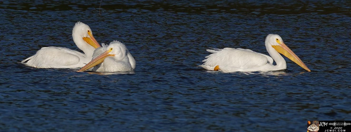 20201030 Old Hickory Lake TN Pelicans